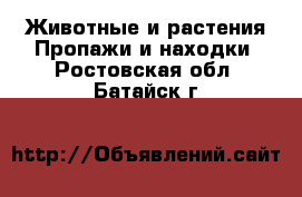 Животные и растения Пропажи и находки. Ростовская обл.,Батайск г.